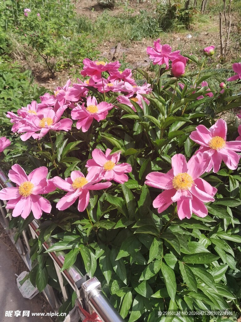 多彩条纹花朵娇艳绽放