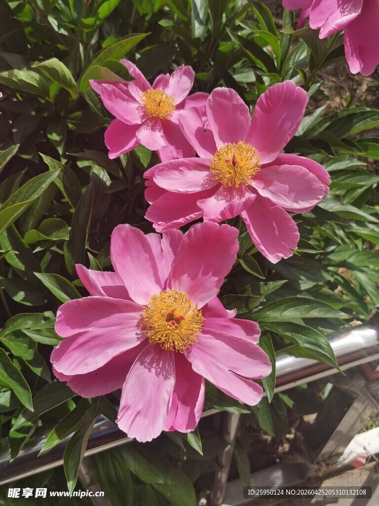 娇艳粉色花朵绽放绿叶间