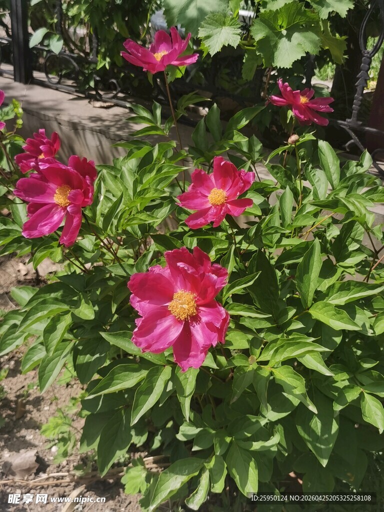 娇艳绽放的粉色花朵