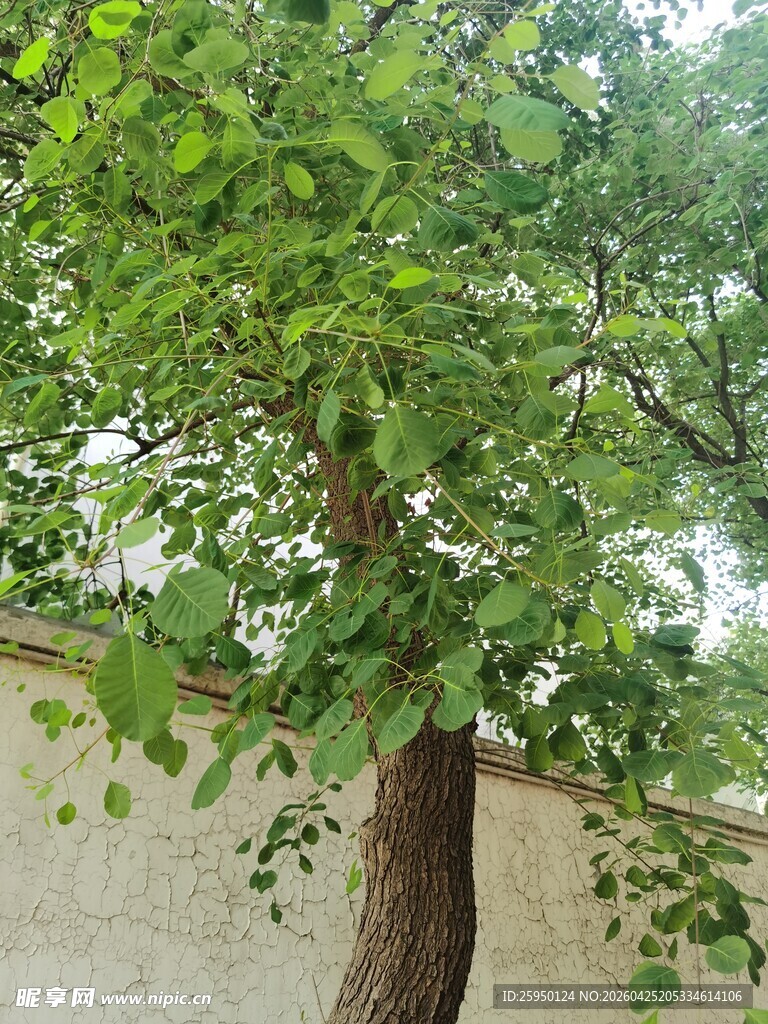 墙边茂盛绿意盎然的大树