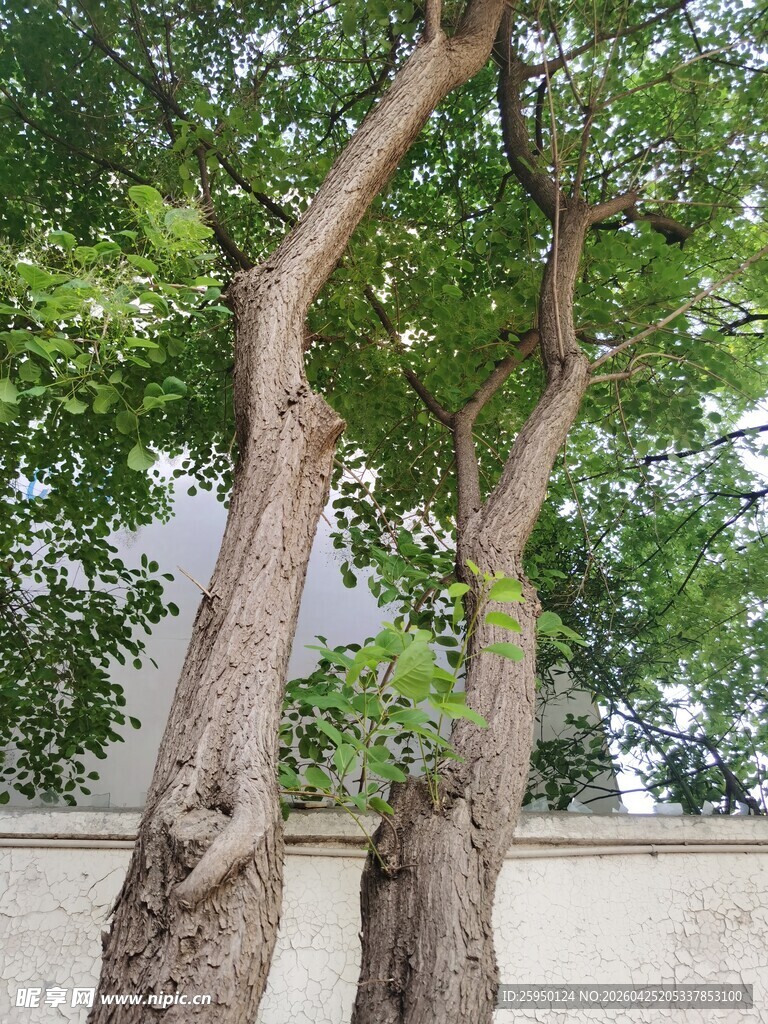 双树挺立绿意浓