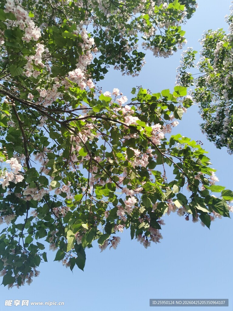 蓝天映衬下的繁花绿树