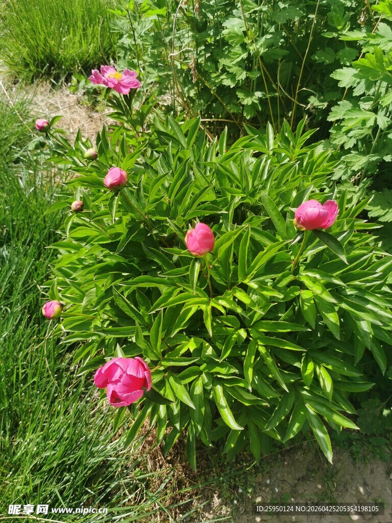 盛开的芍药花丛