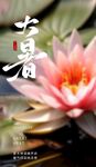 大暑海报 