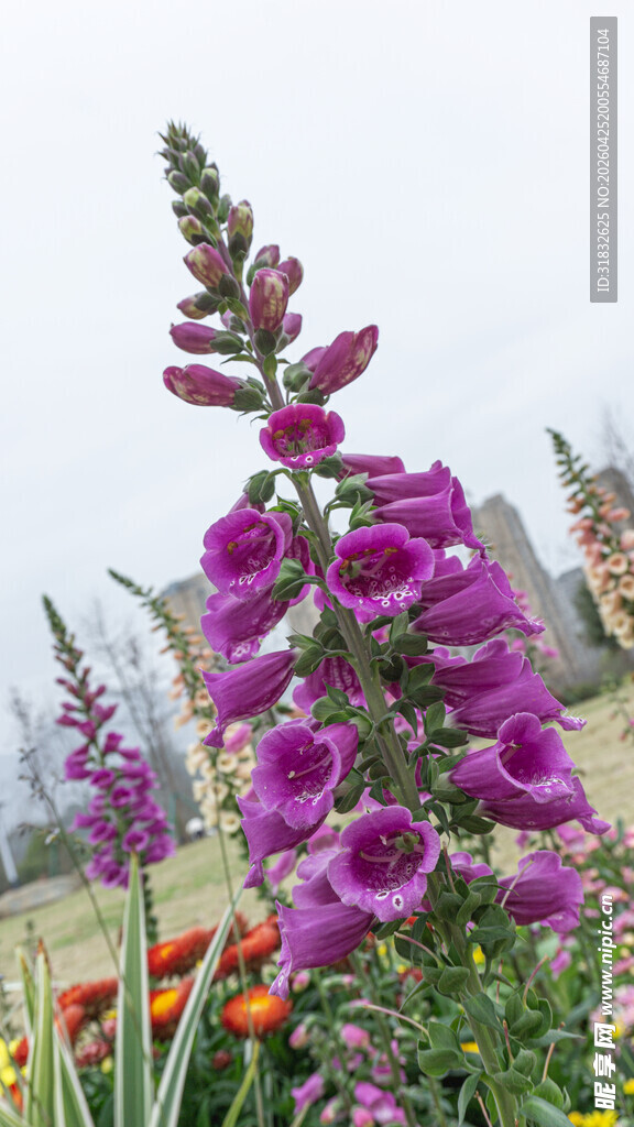 紫色毛地黄绽放于花丛