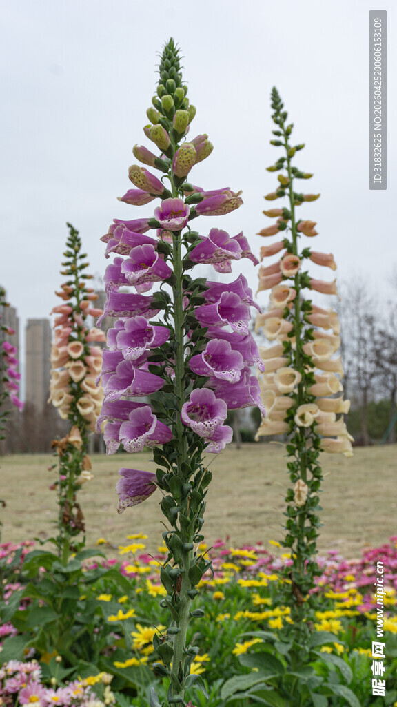 紫色毛地黄绽放于花丛中