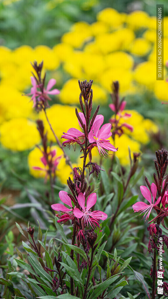 娇艳粉色花朵绽于花丛