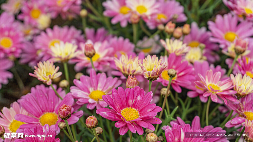 缤纷粉色雏菊绽放