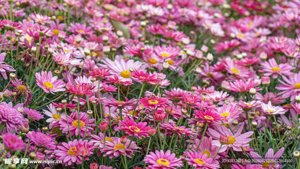 缤纷雏菊绽放花海