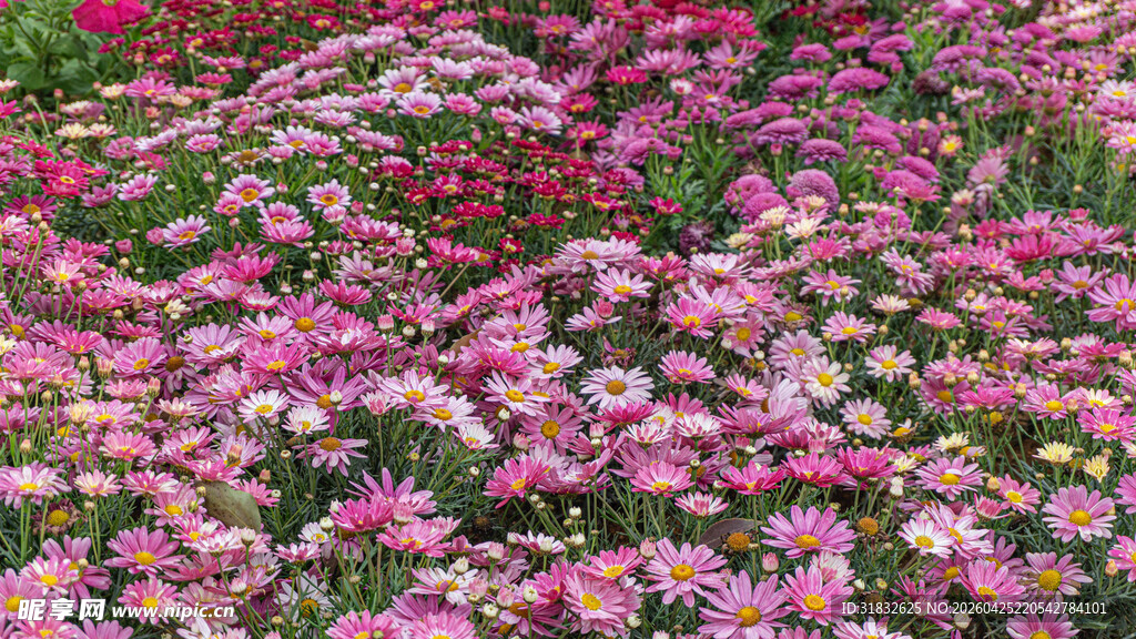 缤纷花海 绽放绚烂色彩