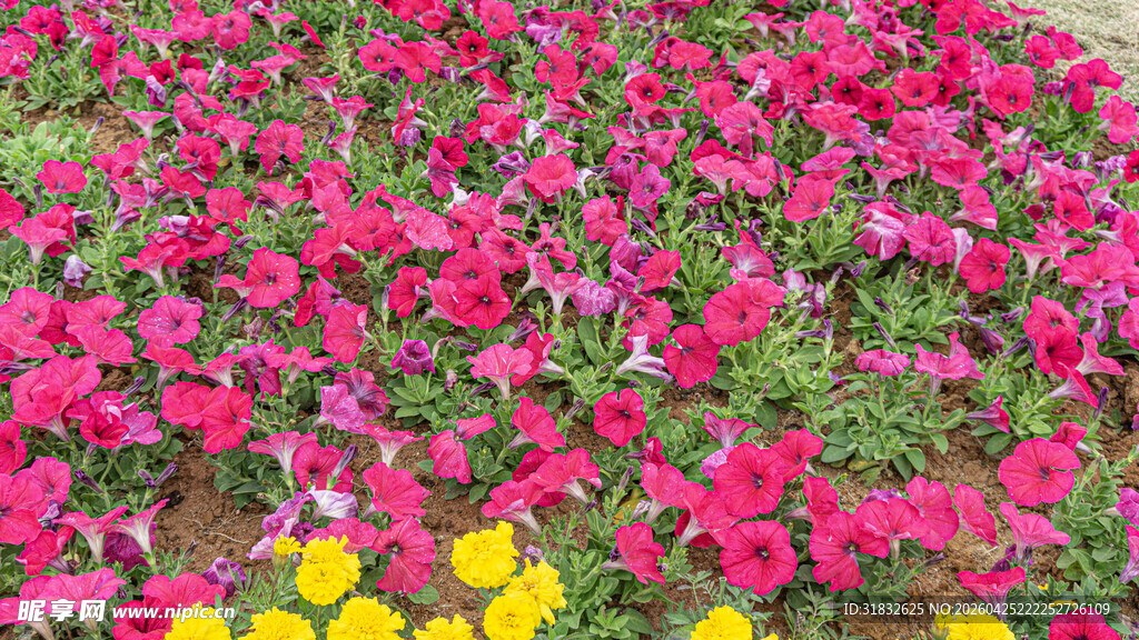 缤纷花卉绽放生机