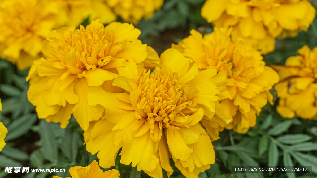 鲜艳黄色万寿菊绽放