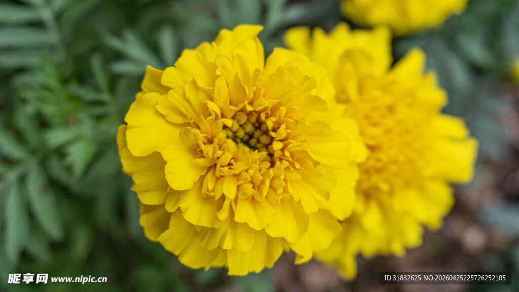 两朵绽放的艳丽黄色万寿菊
