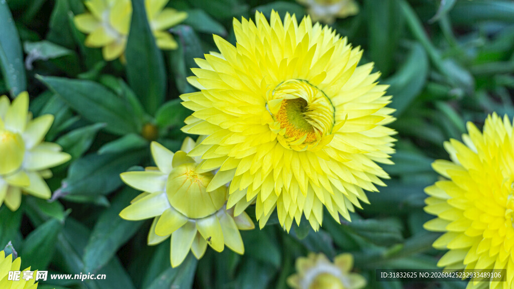 黄色绽放蜡菊特写