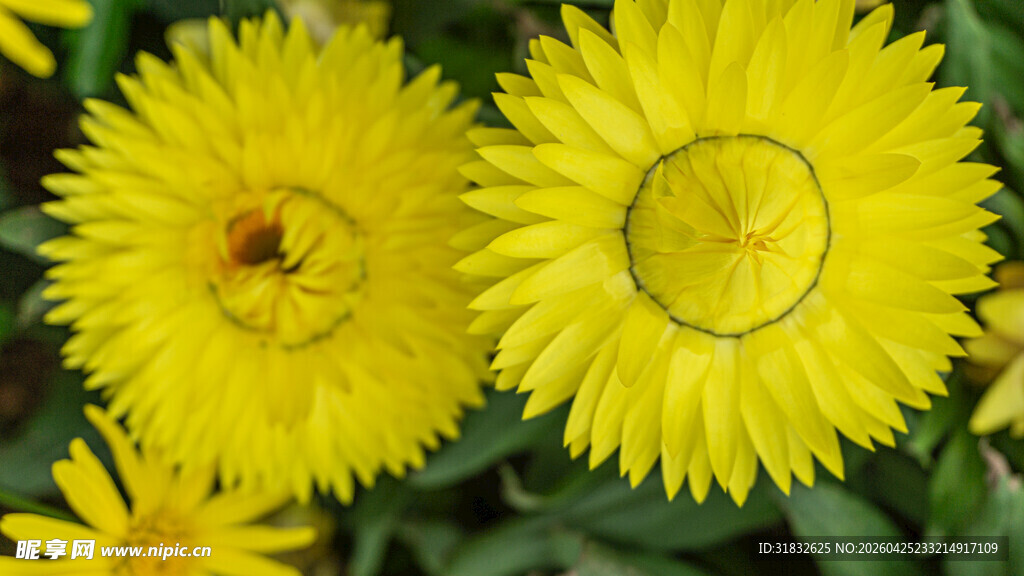 两朵绽放的黄色蜡菊