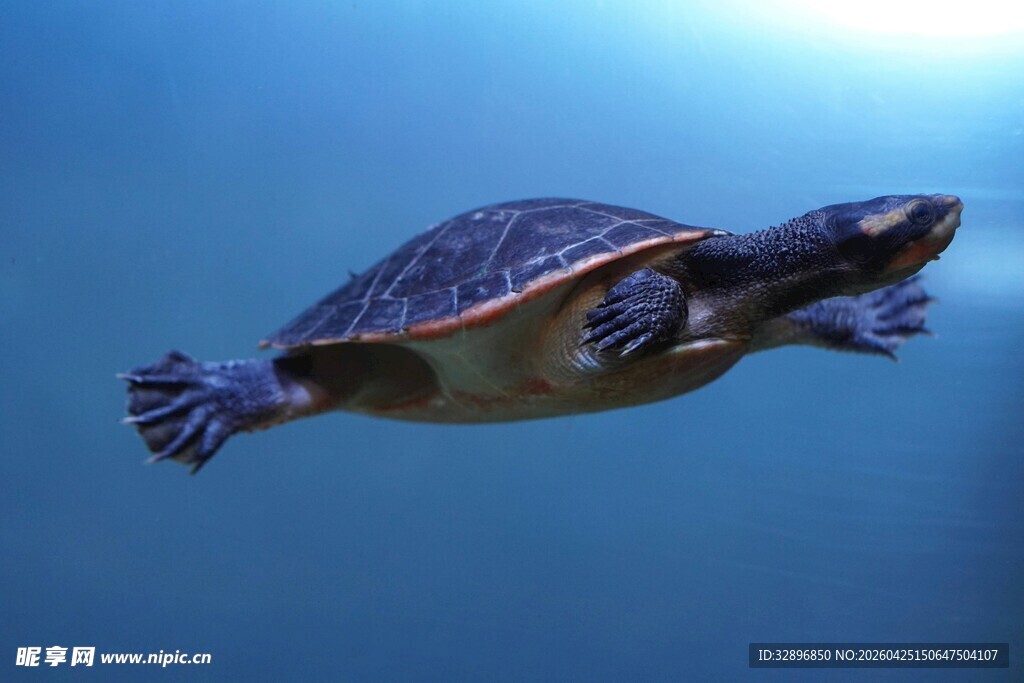 海龟在蓝色海洋中遨游