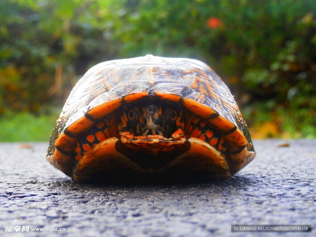 路上的多彩乌龟
