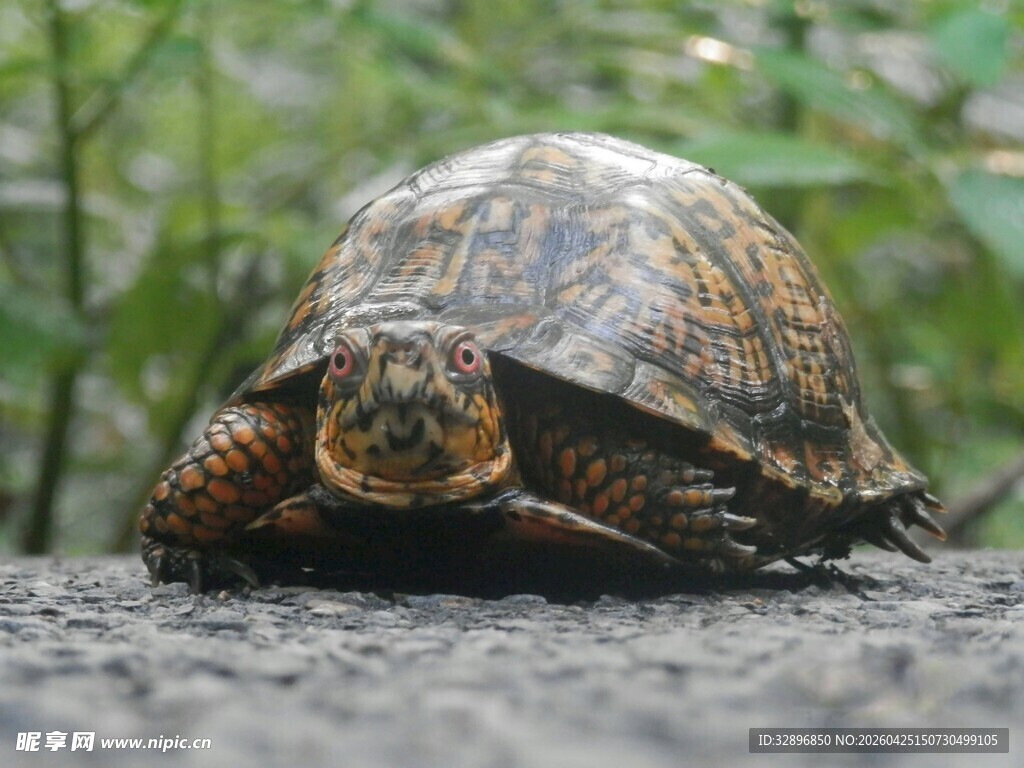 野外的花纹乌龟