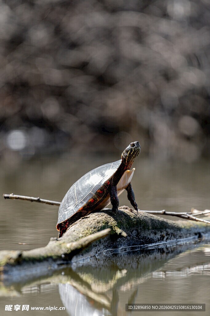 水边栖息的乌龟