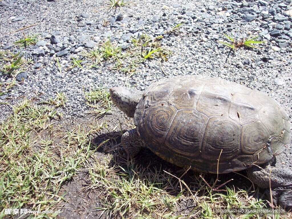 户外沙石地上的一只乌龟