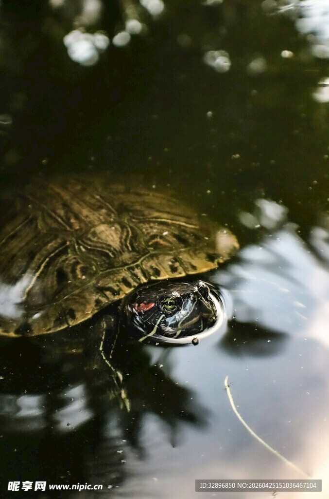 水中乌龟特写