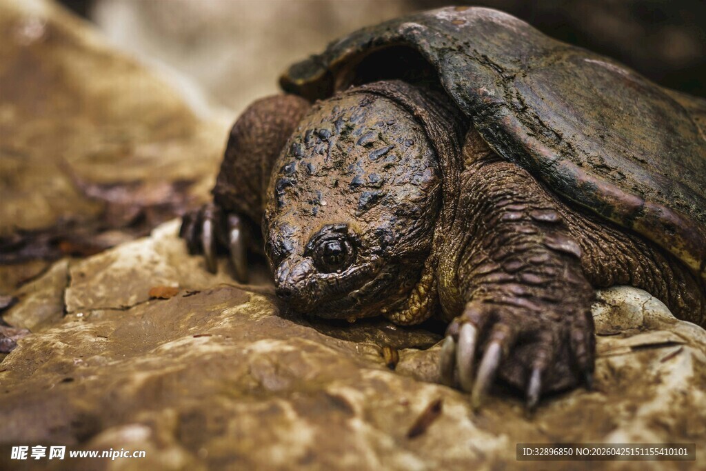 趴在岩石上的鳄龟
