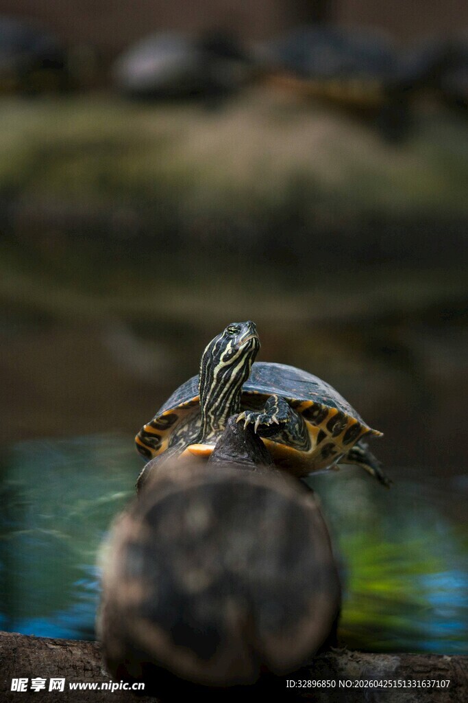 木上乌龟特写