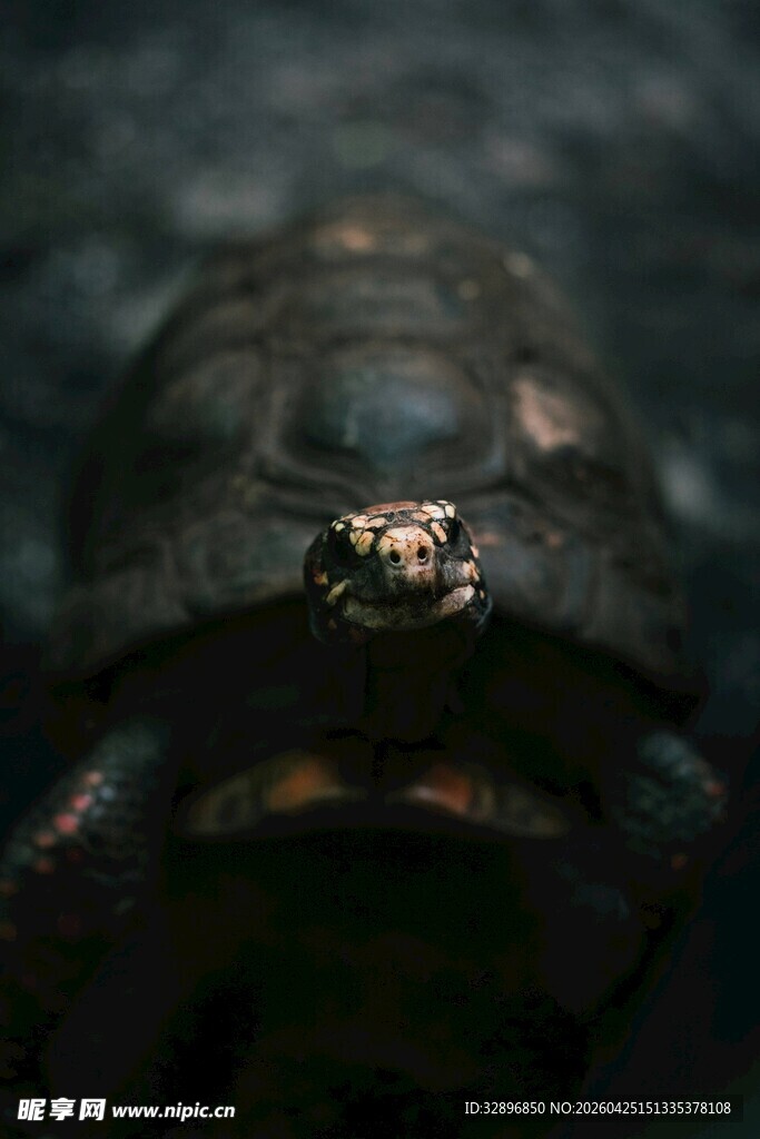 神秘龟类特写