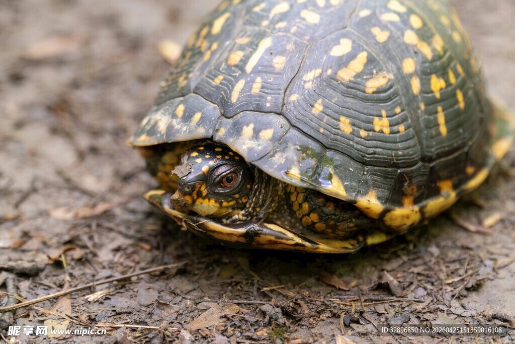 斑点龟探头于泥土之上