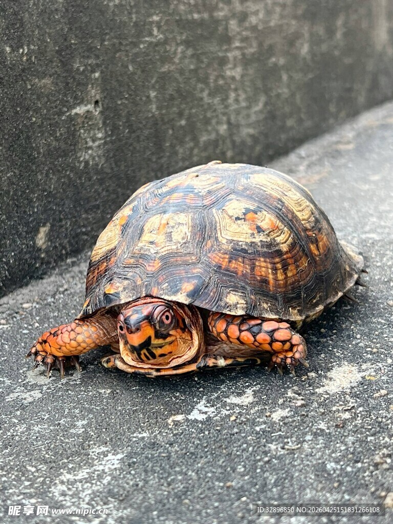 花纹独特的乌龟趴在石上