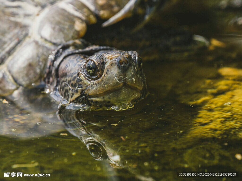 水中乌龟特写