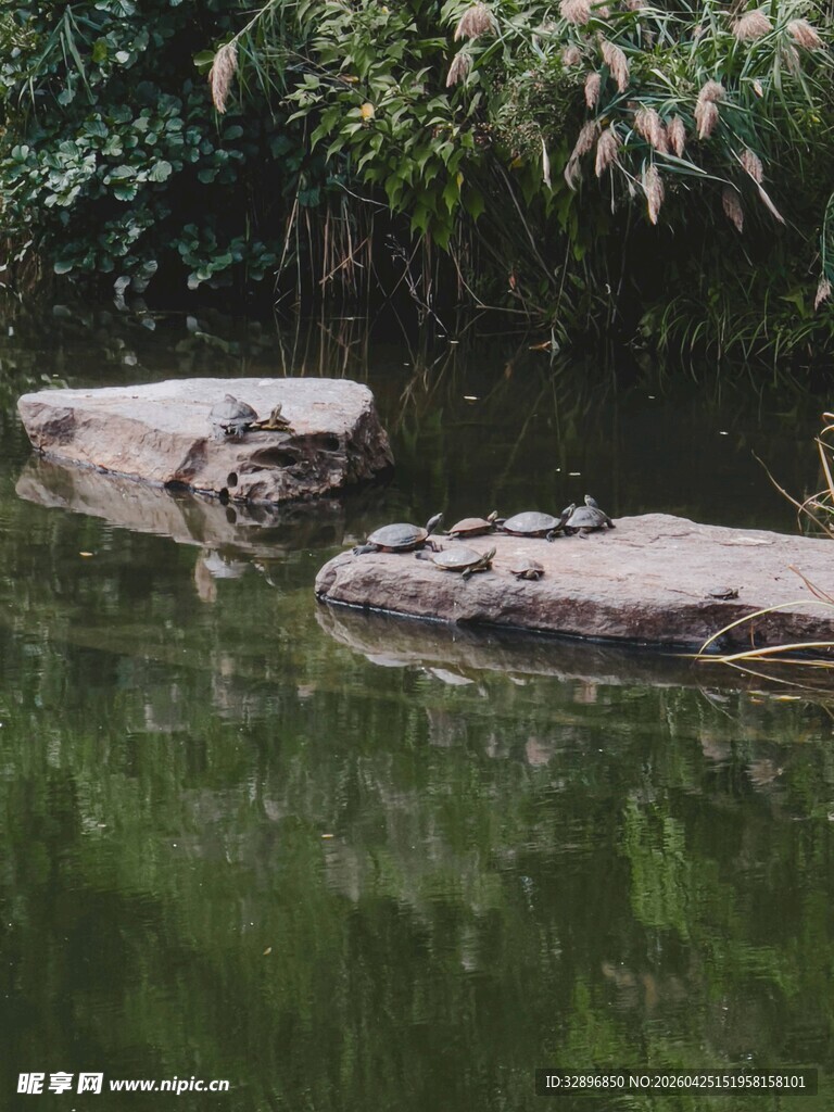 池塘中的休憩石龟