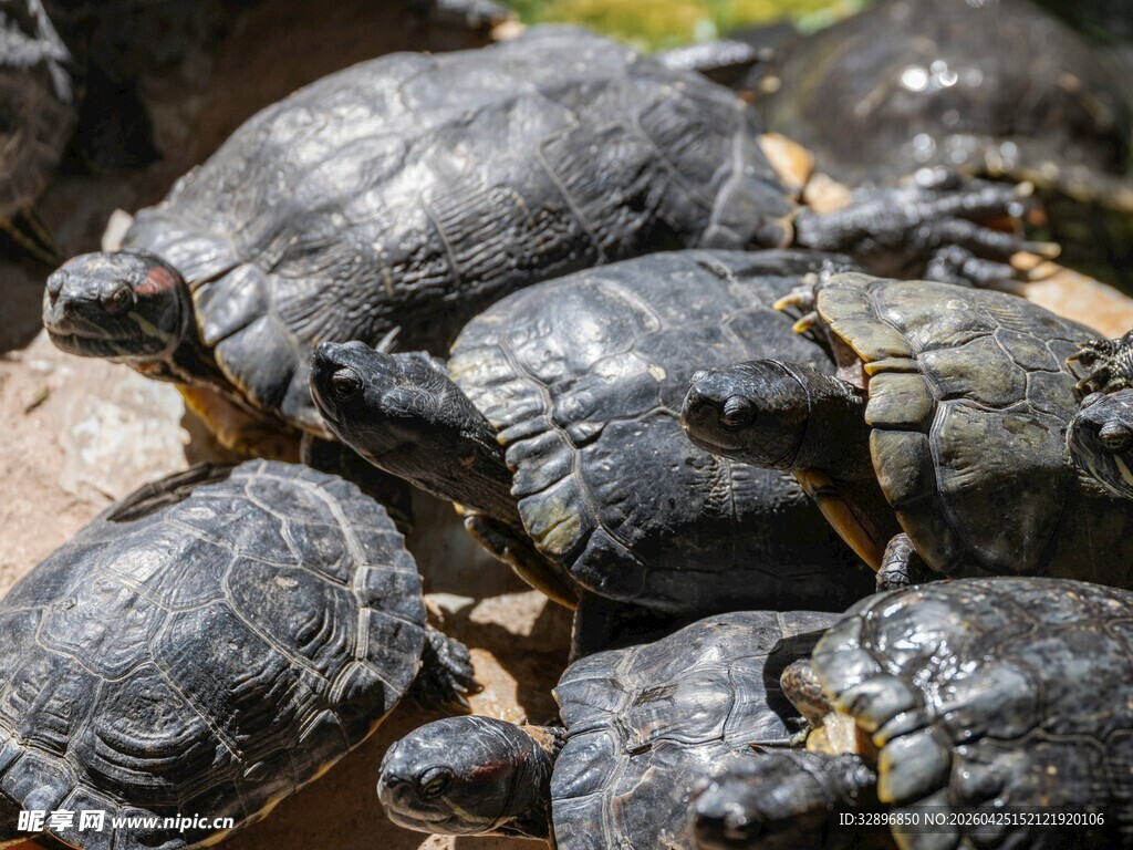 一群乌龟聚集在一起
