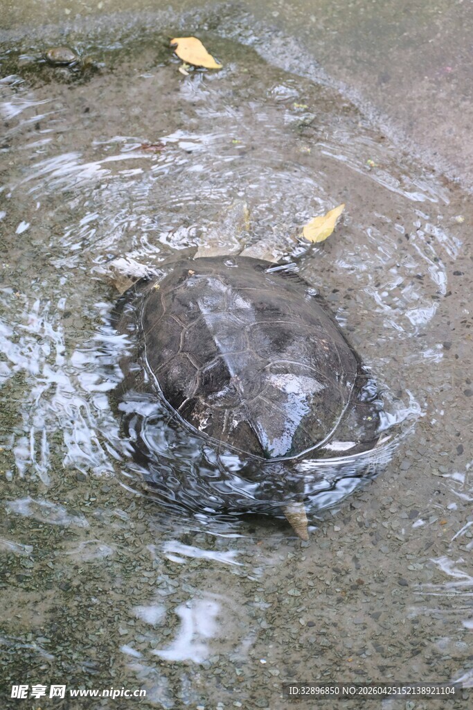 水中的乌龟