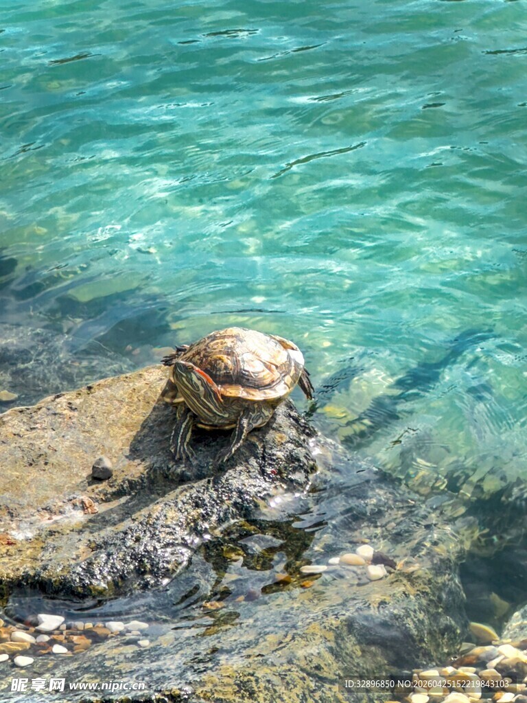 礁石上的海龟