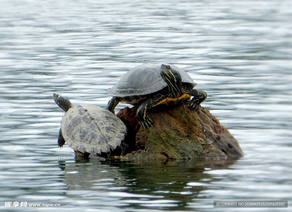 石头上晒太阳的几只乌龟