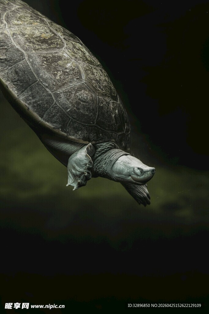 水中游动的乌龟