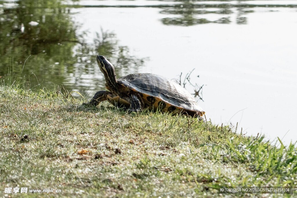 岸边休憩的乌龟