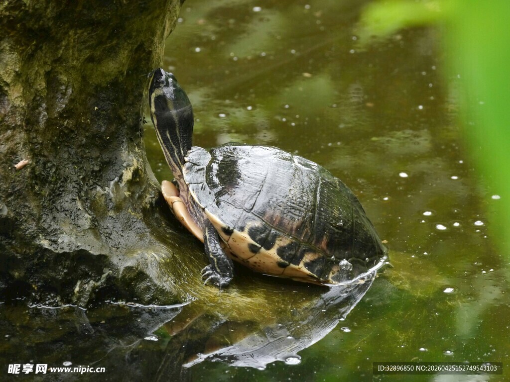 水中乌龟奋力游动瞬间