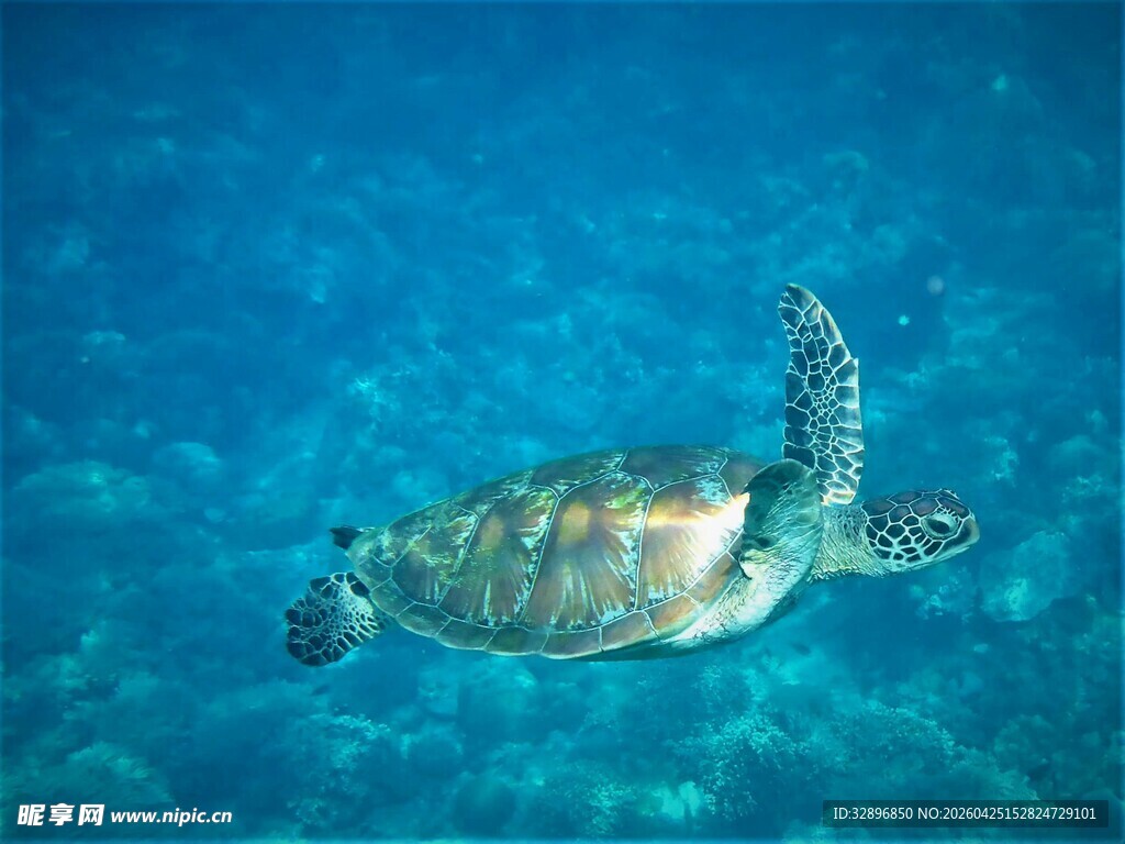海中遨游的绿海龟