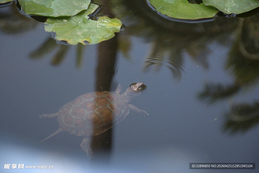 池塘中悠然的小乌龟