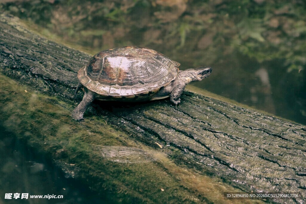 木头上的小乌龟