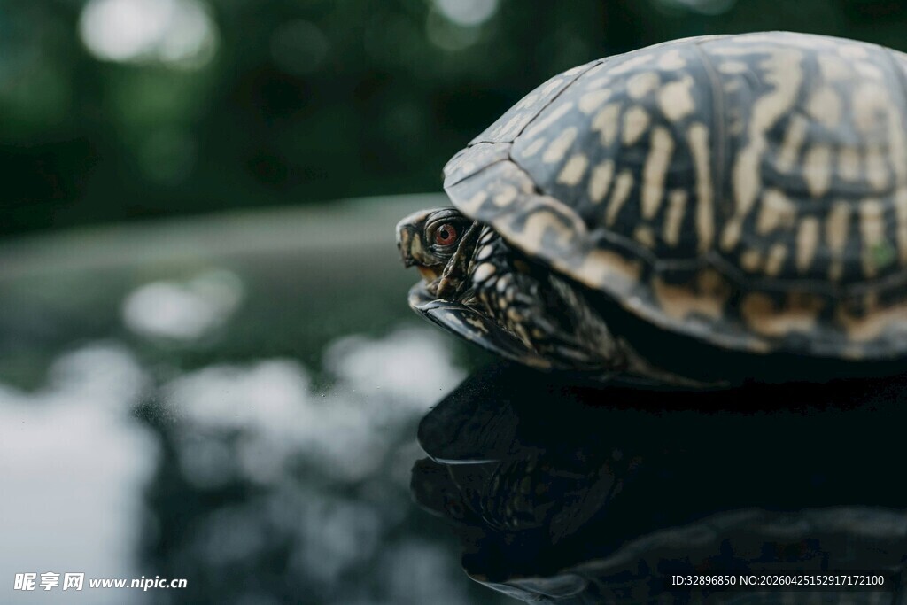 乌龟特写纹理清晰有质感