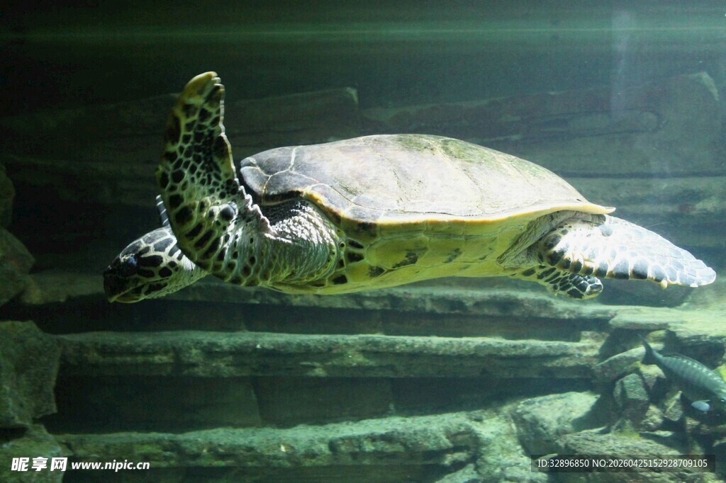 水族馆中的绿海龟