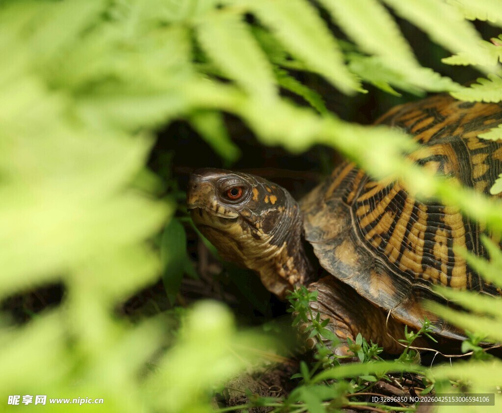 藏于绿叶间的乌龟