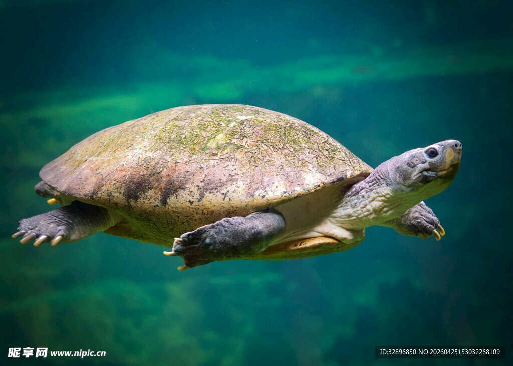 水中遨游的绿海龟