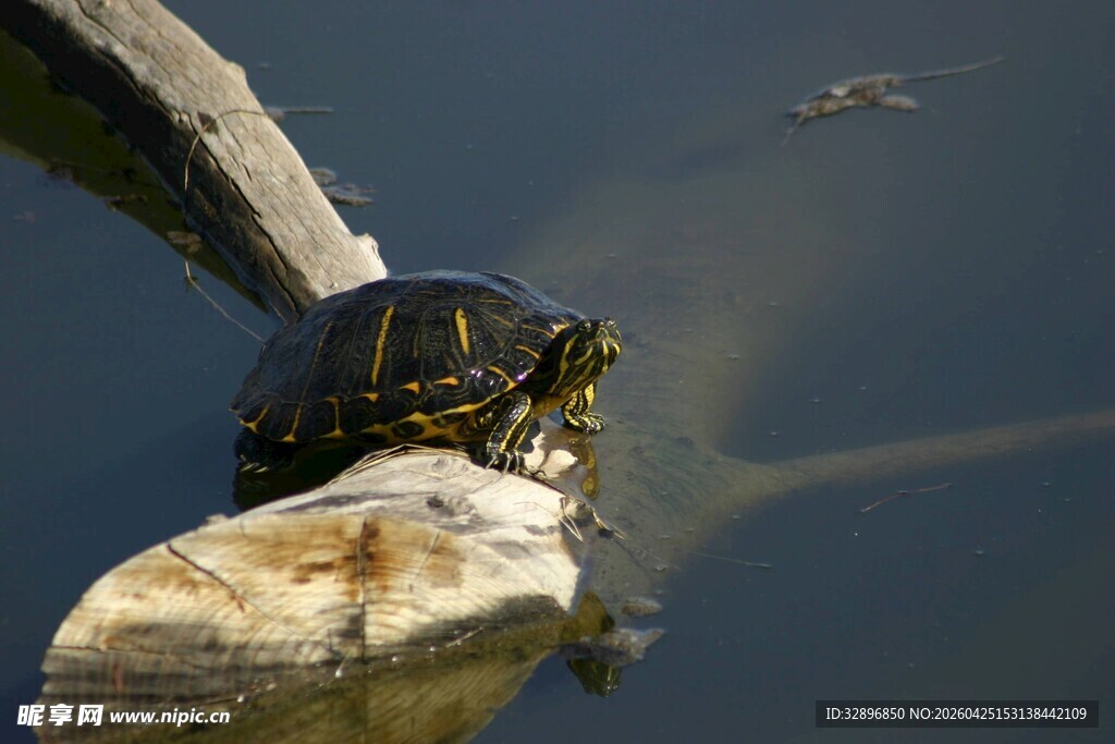 石上休憩的乌龟