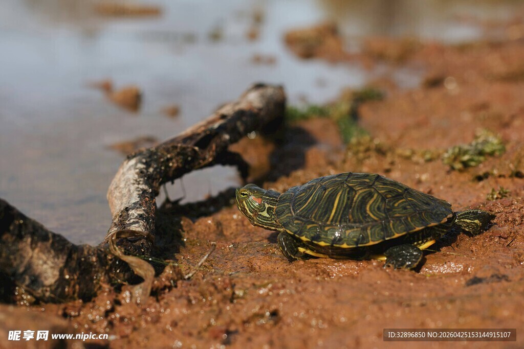 沙滩上的小海龟