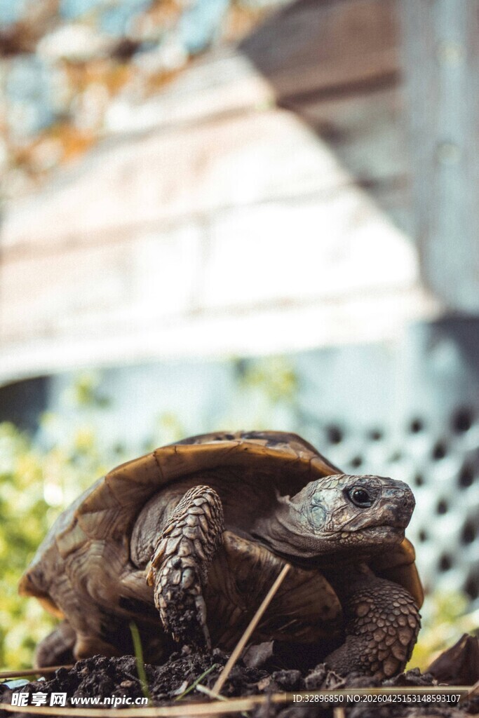 户外栖息的乌龟