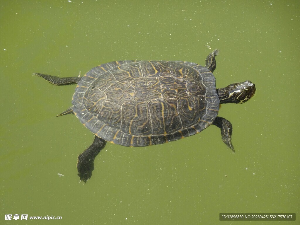 水中游动的乌龟